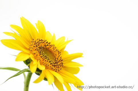 夏の名残のひまわり　(Sunflower)