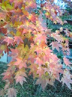 image245.jpg