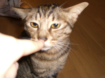 img20060626_2.jpg
