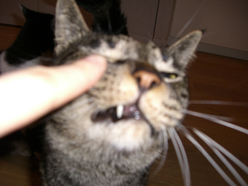 img20060626_1.jpg