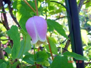 img20080625_4.jpg