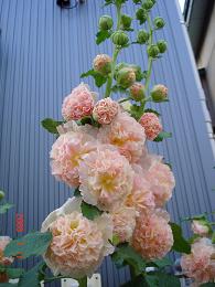 img20090712_4.jpg