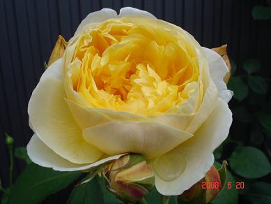 img20080625_5.jpg