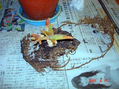 img20090824_1.jpg