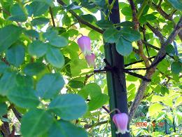img20080625_3.jpg