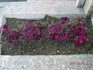 dc082603.jpg
