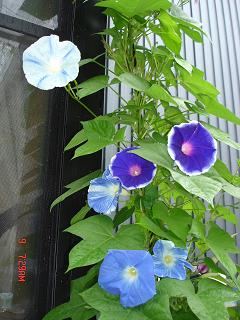 img20070812.jpg