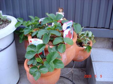 img20090510_3.jpg