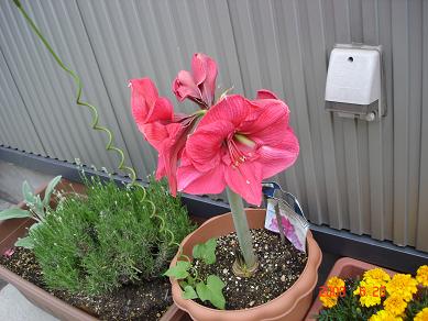 img20080621_2.jpg