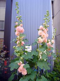 img20090712_3.jpg