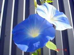 img20080824_2.jpg