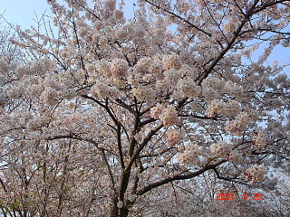 dc043005.jpg