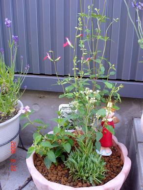 img20080623_2.jpg