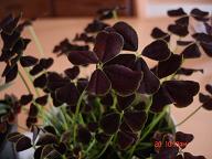 img20080422_2.jpg