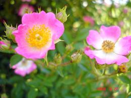 img20080625_1.jpg