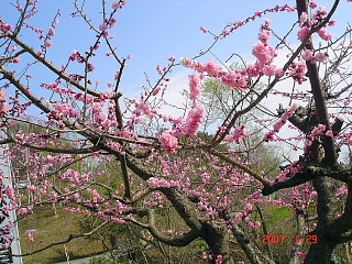 dc042905.jpg