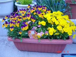 img20090510_2.jpg