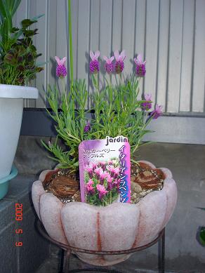 img20090510.jpg