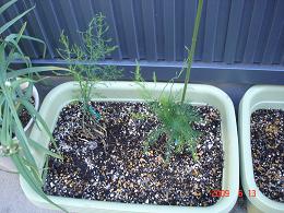 img20090614_9.jpg