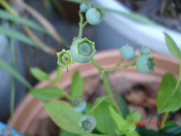 img20090614_8.jpg