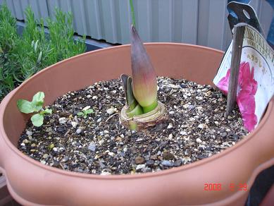 img20080529_6.jpg