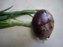 img20050525.jpg