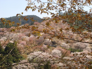 img20050415.jpg