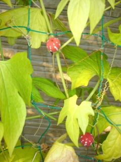 img20090413.jpg