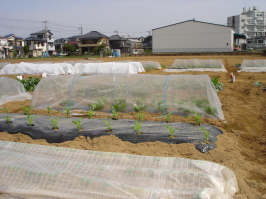 img20060506.jpg