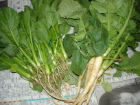 img20060506_1.jpg