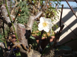 img20041227.jpg
