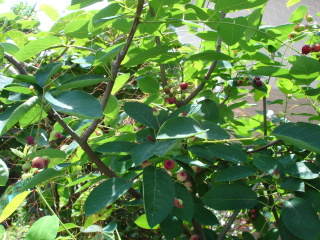img20080610_1.jpg