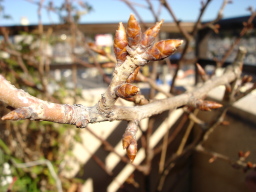 img20050116_1.jpg