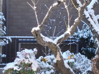 img20080117.jpg