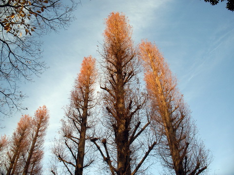 img20100107.jpg