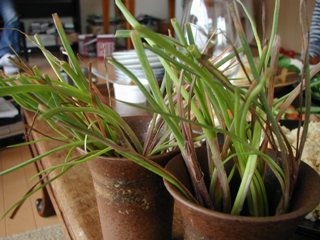 2006042207.jpg