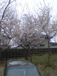 05-03-20_12-13_1.jpg