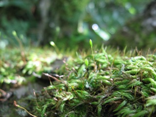 20060826kirigamine5.jpg