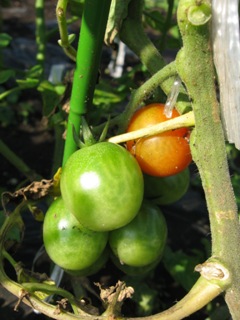 hatake_2008061301.jpg