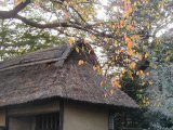 inokashirakayabuki.jpg