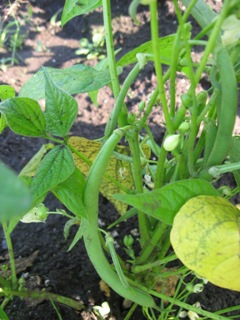 hatake_2008061304.jpg