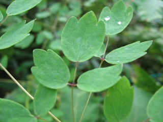 20060826kirigamine6.jpg