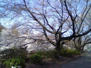 20060330sakura4.jpg