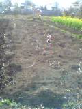 20060322sidare.jpg