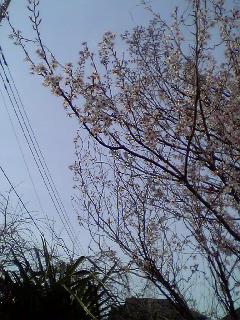 20060322hatake.jpg