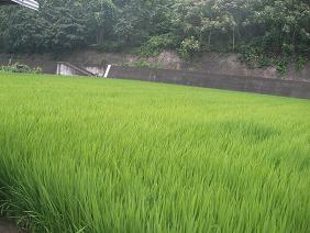 img20090801.jpg