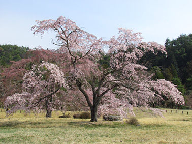 sakura73a