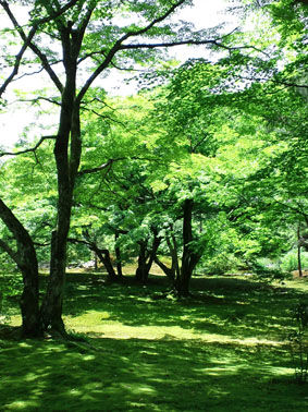 midori0611b