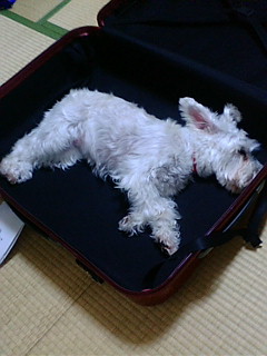 img20070521_2.jpg
