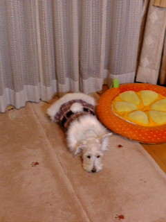 20071126202234.jpg